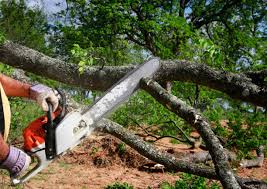 Lincoln, NE Tree Care Company